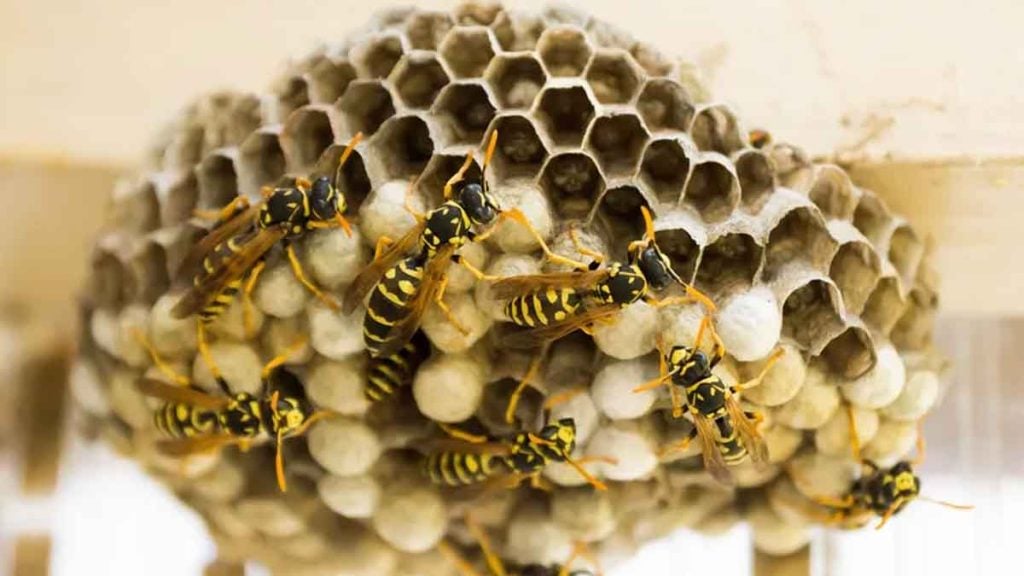 Frelon asiatique les spécialistes du piégeage lancent une alerte après la révélation de nids enterrés