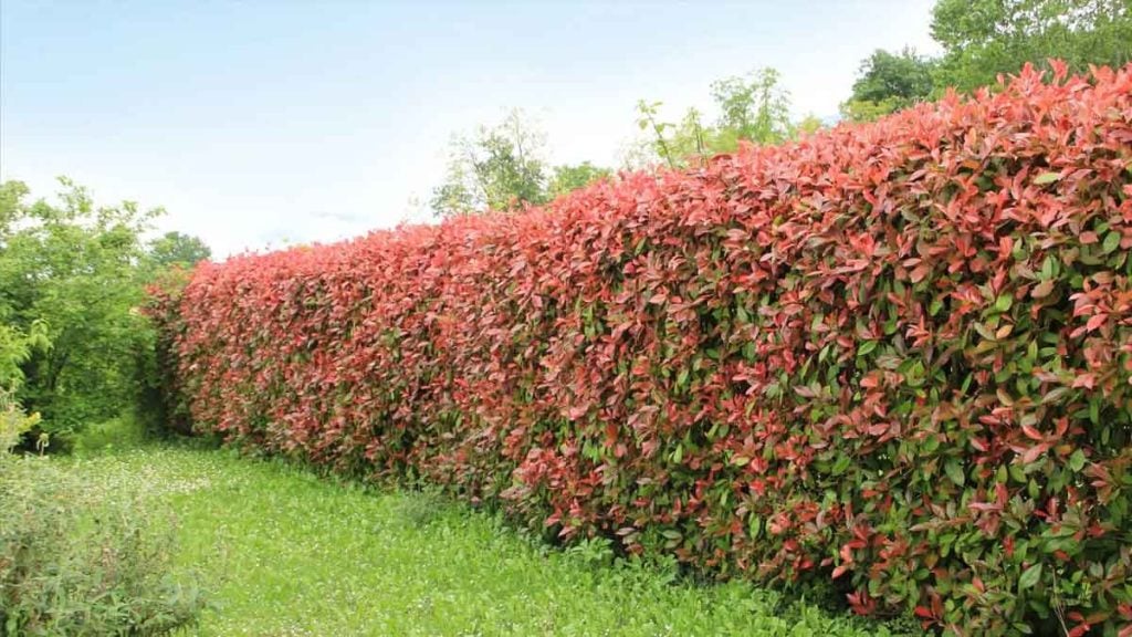 Les haies de photinia c’est fini  cet arbuste coloré et sans effort va le remplacer dans tous les jardins au printemps 2026