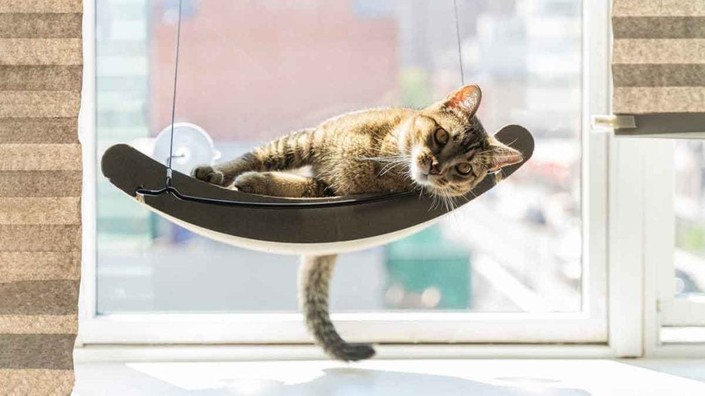 Mauvaise nouvelle, propriétaires de chats domestiques  une restriction imminente va tout changer