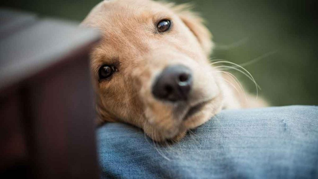 « Mon chien a fait le don de sa vie pour m’éviter d’avoir à faire un choix déchirant »